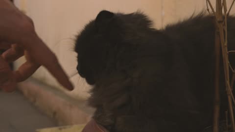 Cute Animal Ep103