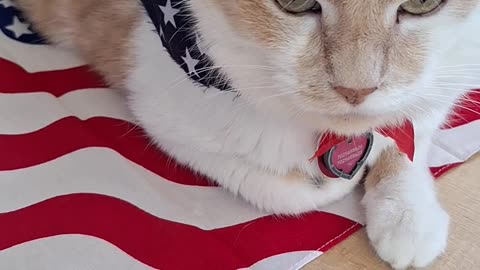Kombi da Cat