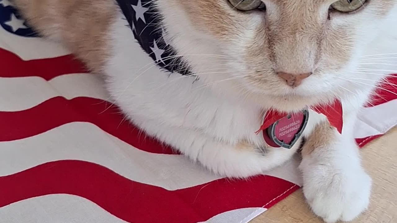 Kombi da Cat