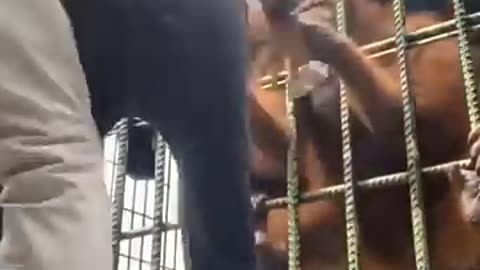 Cute animal, orangutan