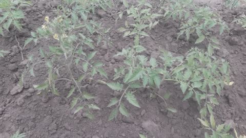 First tomatoes blossomed