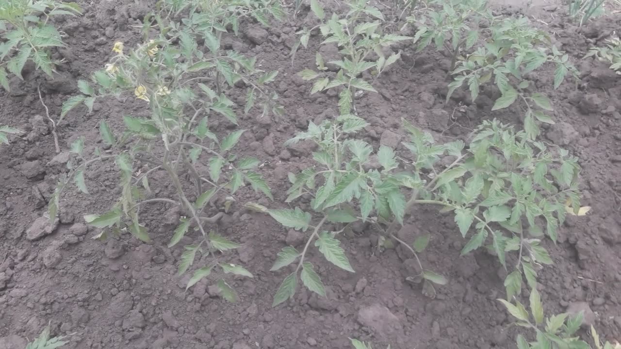 First tomatoes blossomed