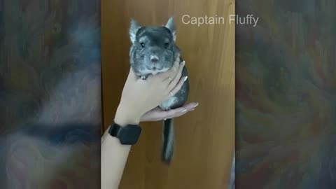 Cute and funny ANIMALS🐯Videos🔶