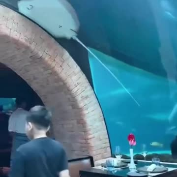 Stingray toboggan 😊