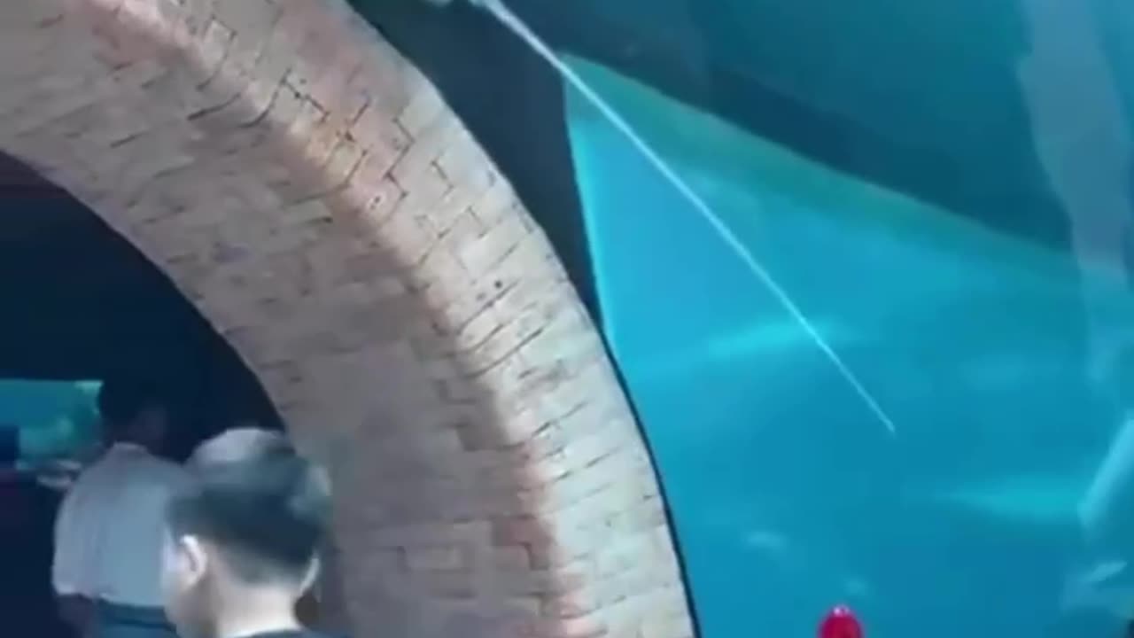 Stingray toboggan 😊