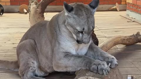 Puma