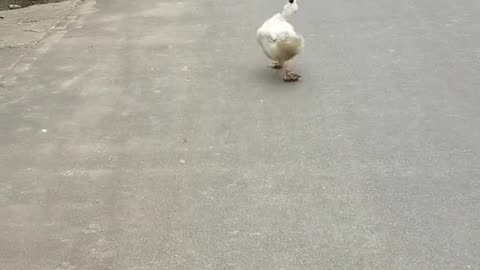 Video funny
