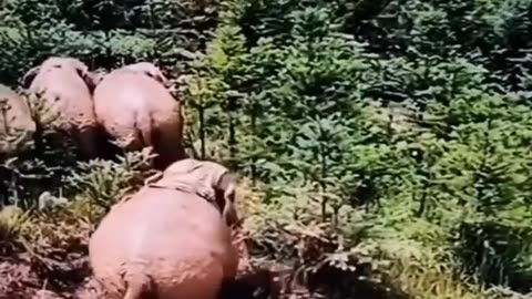 😂🐘 Super Elephant is a Hit! | FunFM