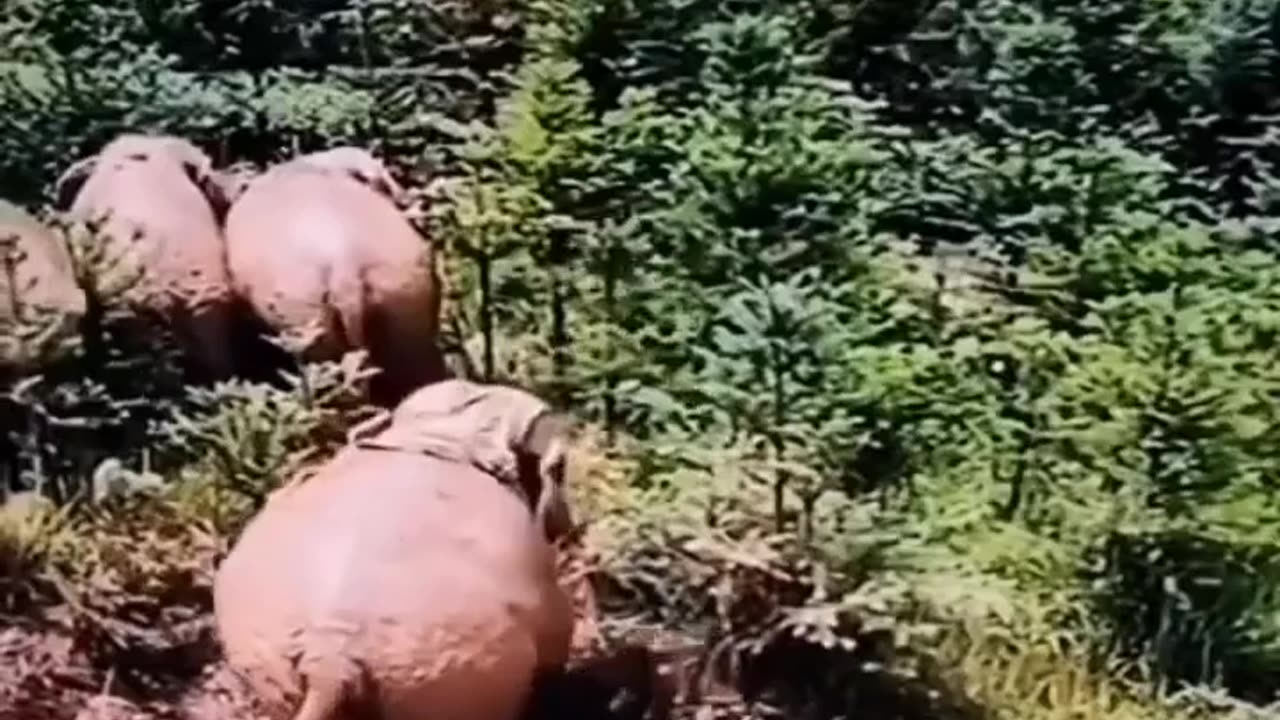 😂🐘 Super Elephant is a Hit! | FunFM