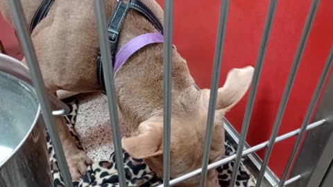 Nala 3y A818292 kennel 66 pod 3 PACC shelter she's very forgivin, I wanted 2 handle her20250810436