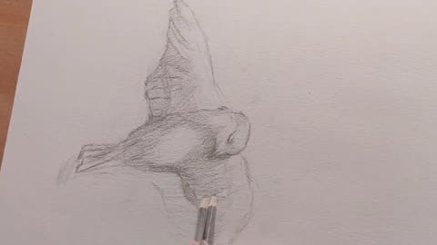 bird sketch
