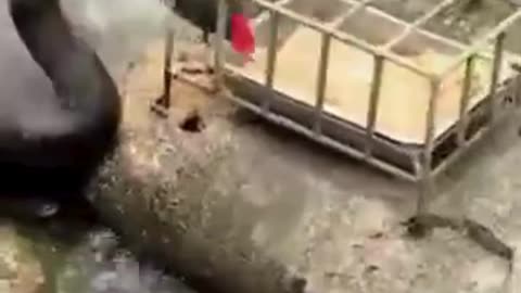 💋Duck Feeding Fishes, WOW