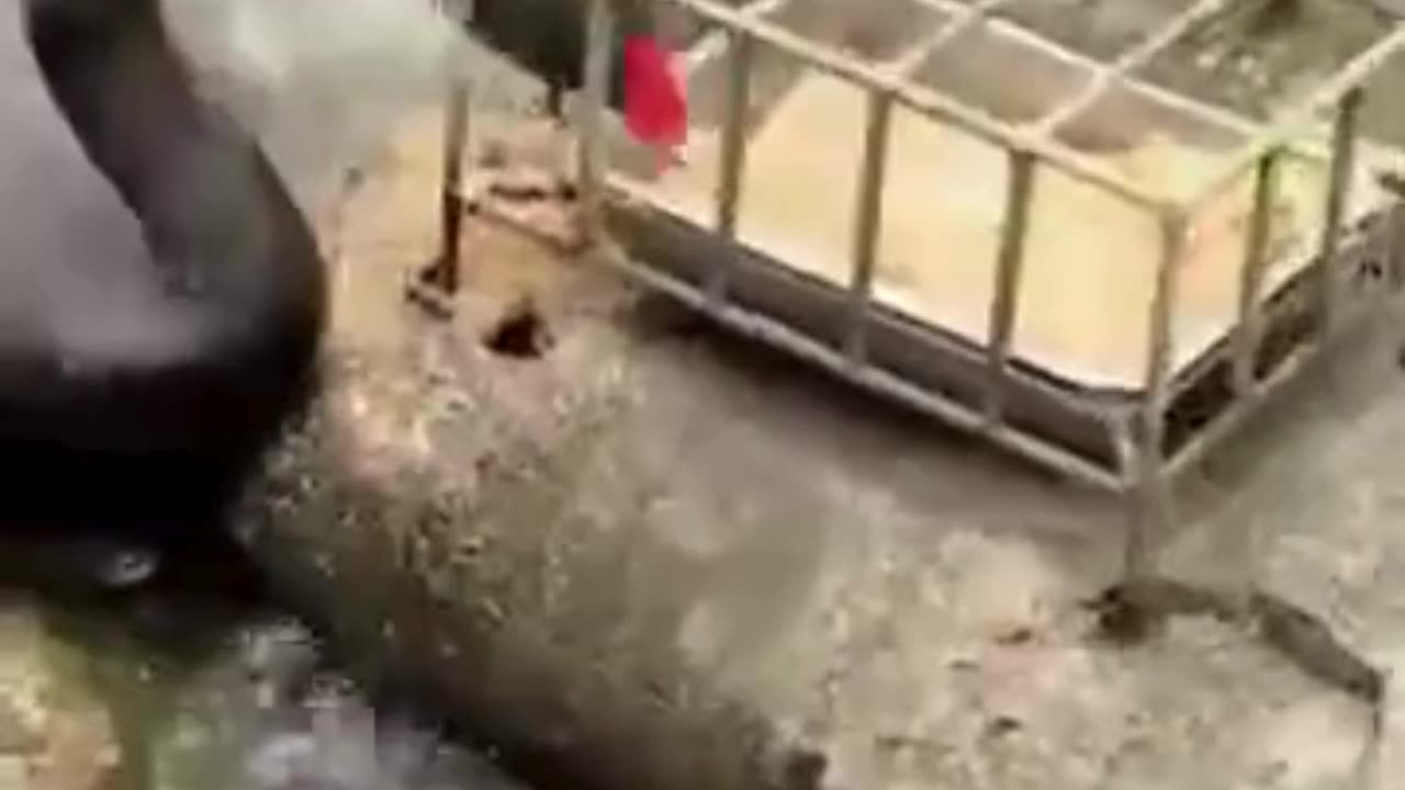 💋Duck Feeding Fishes, WOW