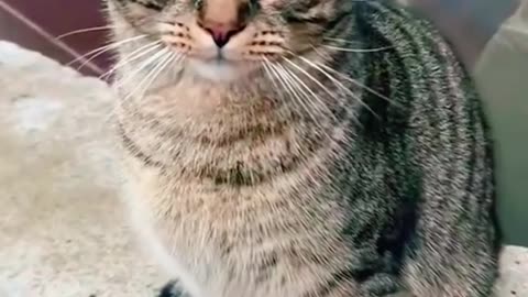 “Don’t touch me!”#cats #cutecats #foryou #funnytiktok #funnyvideos #usa #funnyanimals #fypシ #cute #funnycat #catlover #funnypets #viral #funny