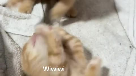 How Cute 🥺😼
