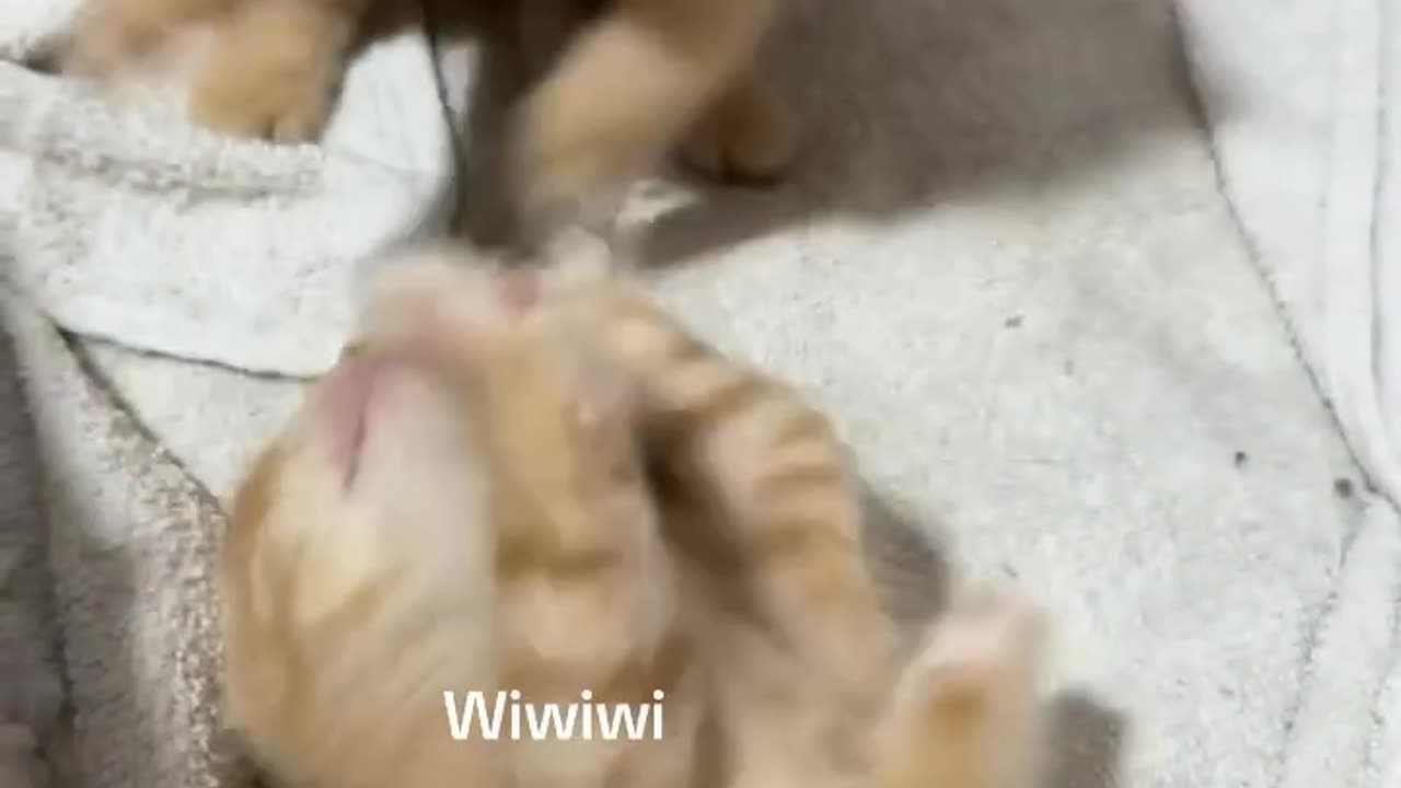 How Cute 🥺😼