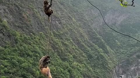 cute animal video