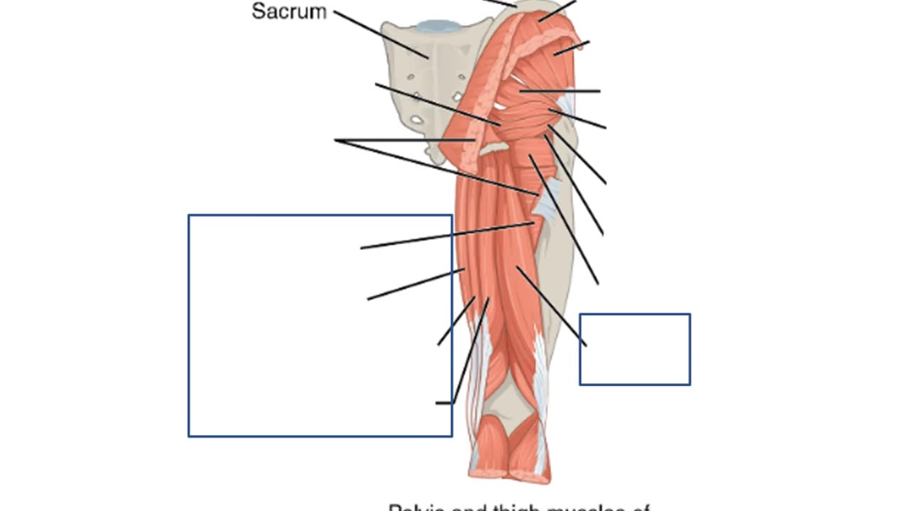 Practice identifying muscles of the Leg (FULL)