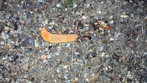 Slug