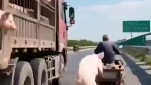 Now that's an Oscar-worthy escape! 😂 Every risk is taken for freedom ...