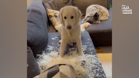 FUNNY PET ANIMALS 2025 😂 | Hilarious Cats, Goofy Dogs & Cute Pet Compilation
