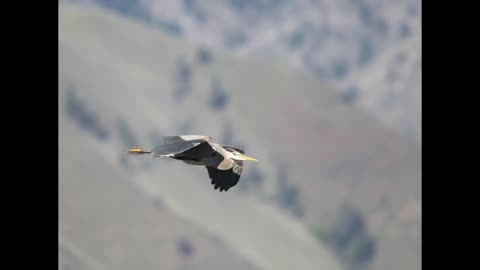 Lord Winter - Flying