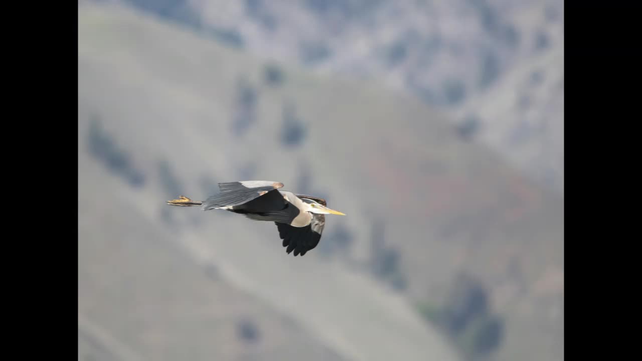 Lord Winter - Flying