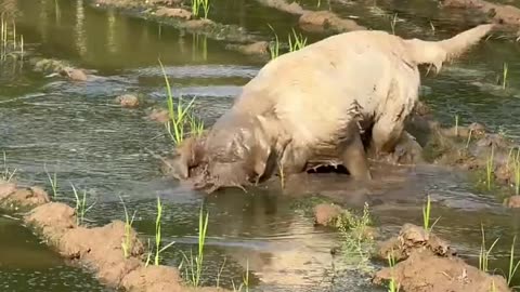 "Dogs Go Crazy in Muddy Rice Fields!" 🐕🌾😂