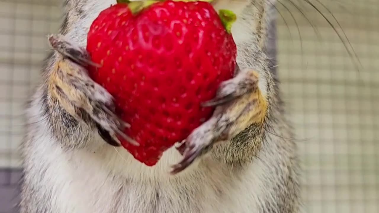Eastern Gray Squirrel Eats a Strawberry