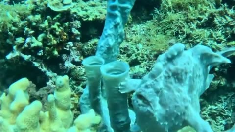 😮✨ Frogfish Camouflages Perfectly on Coral! Nature's Master of Disguise | FeedMyCuriosity