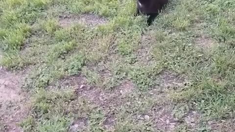 20250417 194718 Tux Wandering