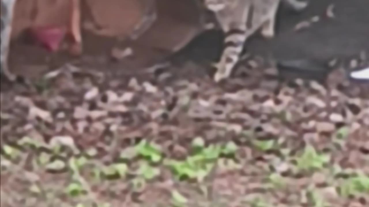 Cat looking