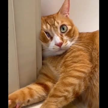 Funny Cat Video Compilation!