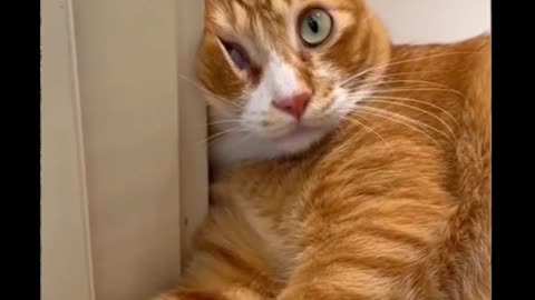 Funny Cat Video Compilation!