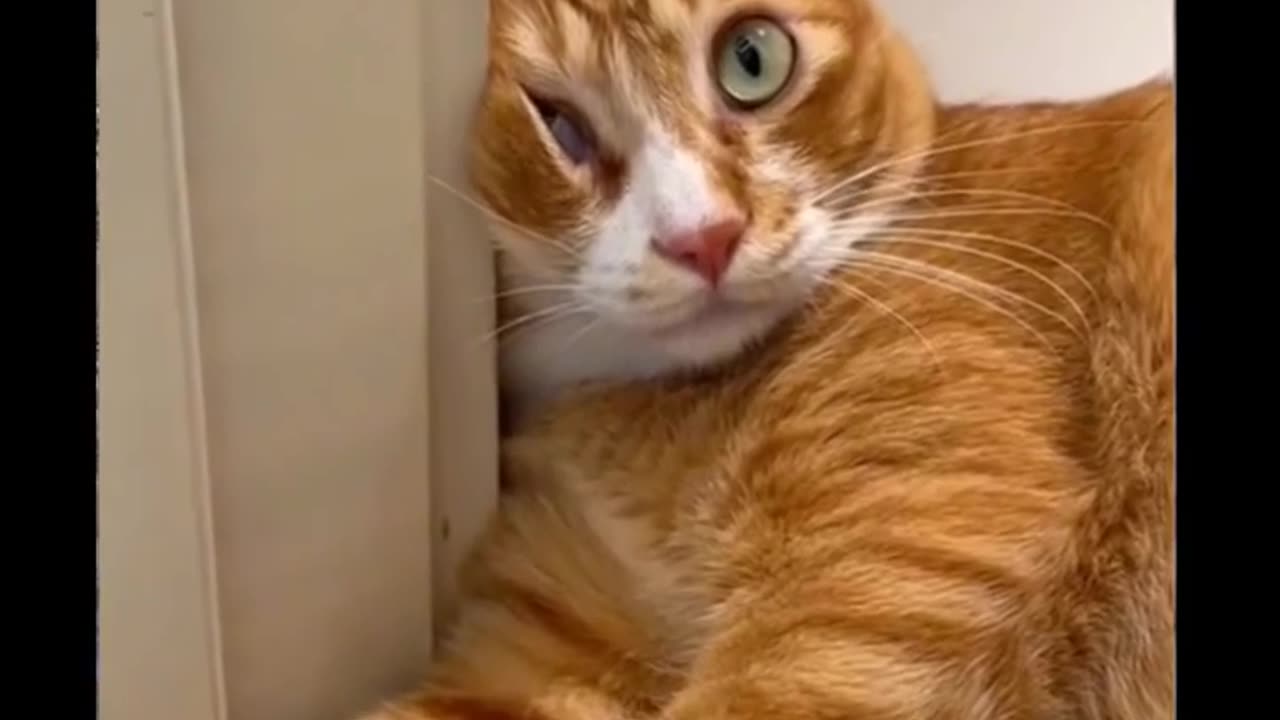 Funny Cat Video Compilation!