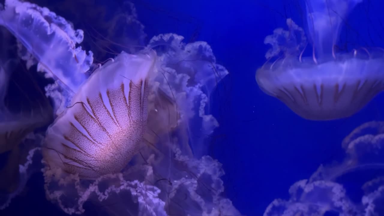 Jellyfish