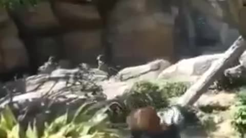 Baby Red Panda Trying To Catch Butterflies..🐼🦋