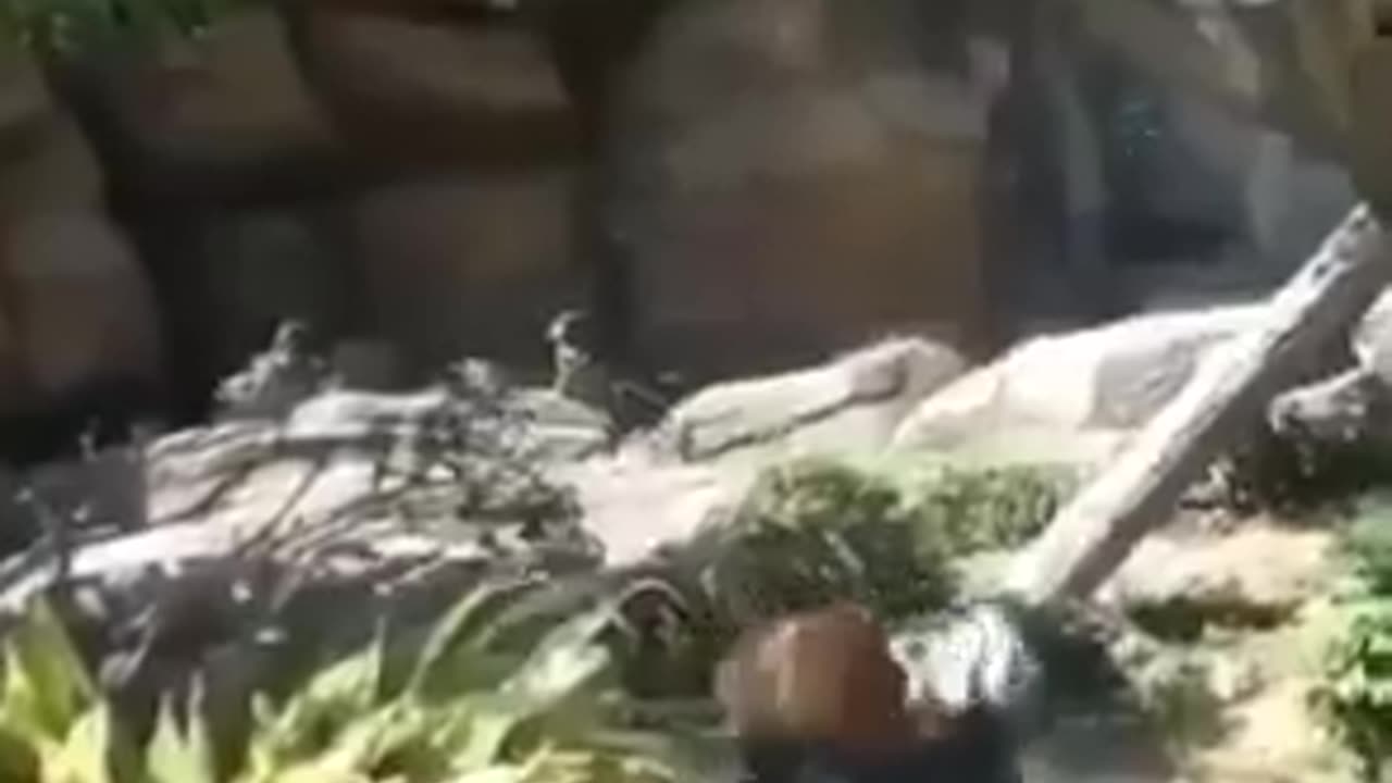 Baby Red Panda Trying To Catch Butterflies..🐼🦋