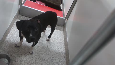 Kaleno 4 Yr Old A729824 Kennel 178 PACC shelter orange circle20210804_202007