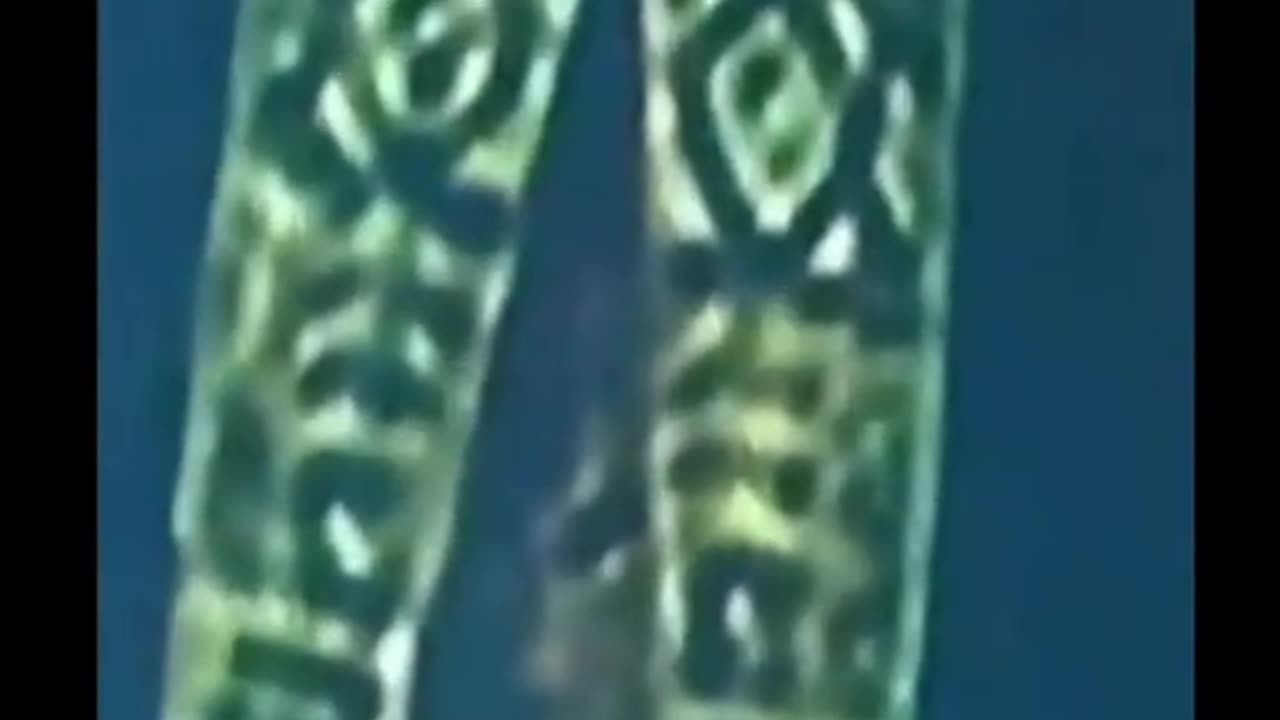 Watch this....Mecca reptilian?