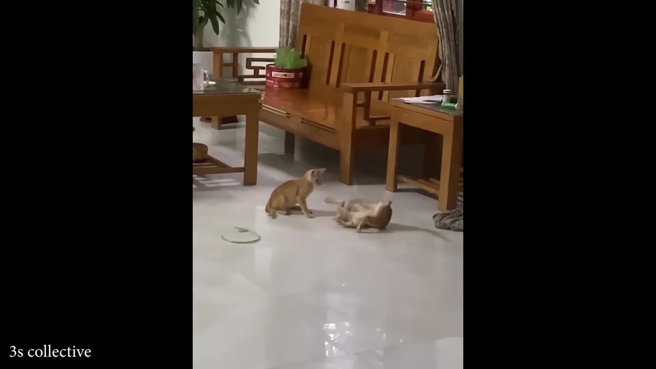 Silliest CATS You'll Ever See 🐱