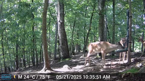 The Woods – 05/22/2025