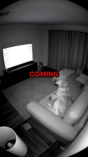 This Dog Knew Something Was Wrong 💀 #CCTVFootage