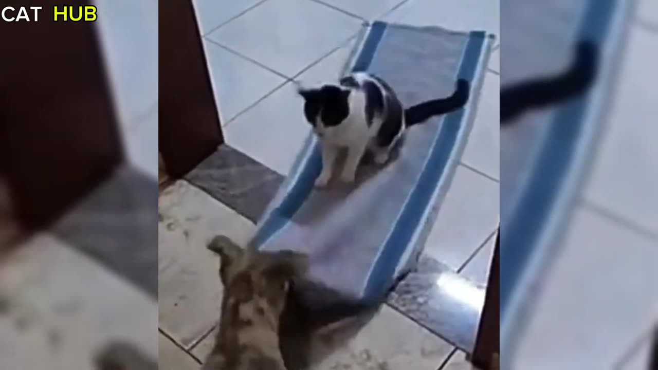 Cats Are broken(1080P_HD)
