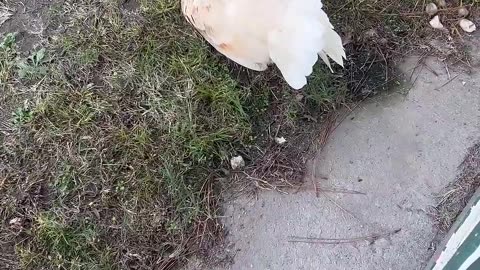 🤯🐔 This Chicken is More Chill Than You! | FunFM