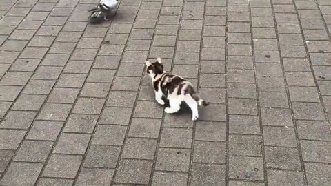 😂🐾 The Cutest Little Predator Ever! | FunFM
