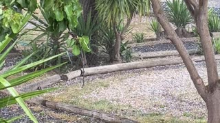 Hail at Jaya Earlier in the Week