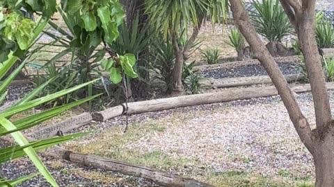 Hail at Jaya Earlier in the Week