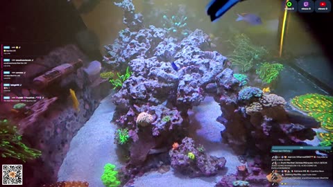 24/7 Real Live Reef Stream