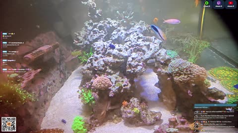 24/7 Real Live Reef Stream